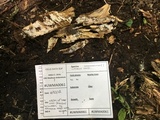 Subulicystidium brachysporum image