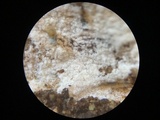 Subulicystidium brachysporum image