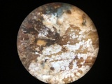 Subulicystidium brachysporum image
