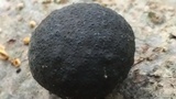 Daldinia childiae image