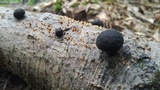 Daldinia childiae image