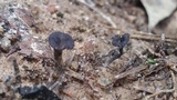 Pseudocraterellus calyculus image
