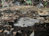 Botryohypochnus isabellinus image