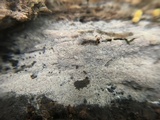 Botryohypochnus isabellinus image