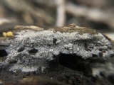 Botryohypochnus isabellinus image
