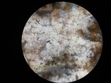 Botryohypochnus isabellinus image