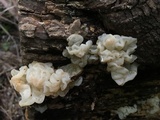 Ductifera pululahuana image