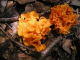 Craterellus odoratus image