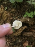 Leucocoprinus brebissonii image