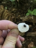 Leucocoprinus brebissonii image