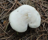 Clitopilus prunulus image