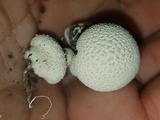 Lycoperdon curtisii image