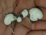 Lycoperdon curtisii image