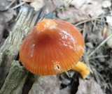 Hygrocybe psittacina var. perplexa image