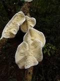 Trametes villosa image