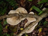 Trametes villosa image