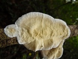Trametes villosa image