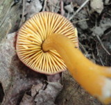 Hygrocybe psittacina var. perplexa image