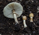 Chlorophyllum hortense image