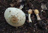 Chlorophyllum hortense image