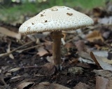 Chlorophyllum hortense image