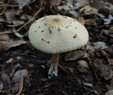 Chlorophyllum hortense image