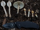 Chlorophyllum hortense image