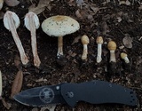 Chlorophyllum hortense image