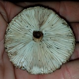 Chlorophyllum hortense image
