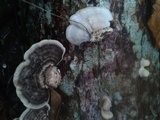 Trametes menziesii image