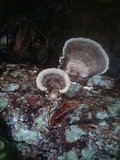 Trametes menziesii image