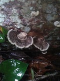 Trametes menziesii image