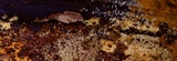 Mucronella subalpina image
