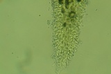 Mucronella subalpina image