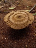 Lignosus sacer image