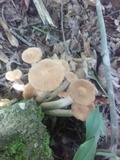 Desarmillaria tabescens image