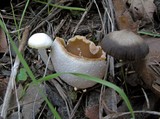 Hygrocybe russocoriacea image