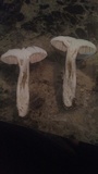 Tylopilus violatinctus image