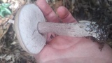 Tylopilus violatinctus image