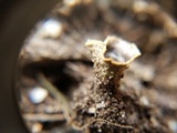 Cyathus stercoreus image
