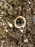 Cyathus stercoreus image