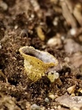 Cyathus stercoreus image