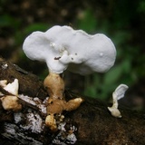 Loweomyces fractipes image