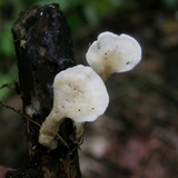 Loweomyces fractipes image