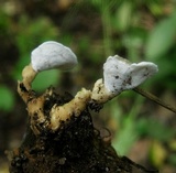 Loweomyces fractipes image