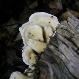 Loweomyces fractipes image