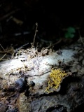 Polycephalomyces tomentosus image
