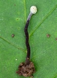 Hypomyces papulasporae image