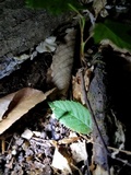 Hypomyces papulasporae image