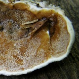 Gloeoporus dichrous image